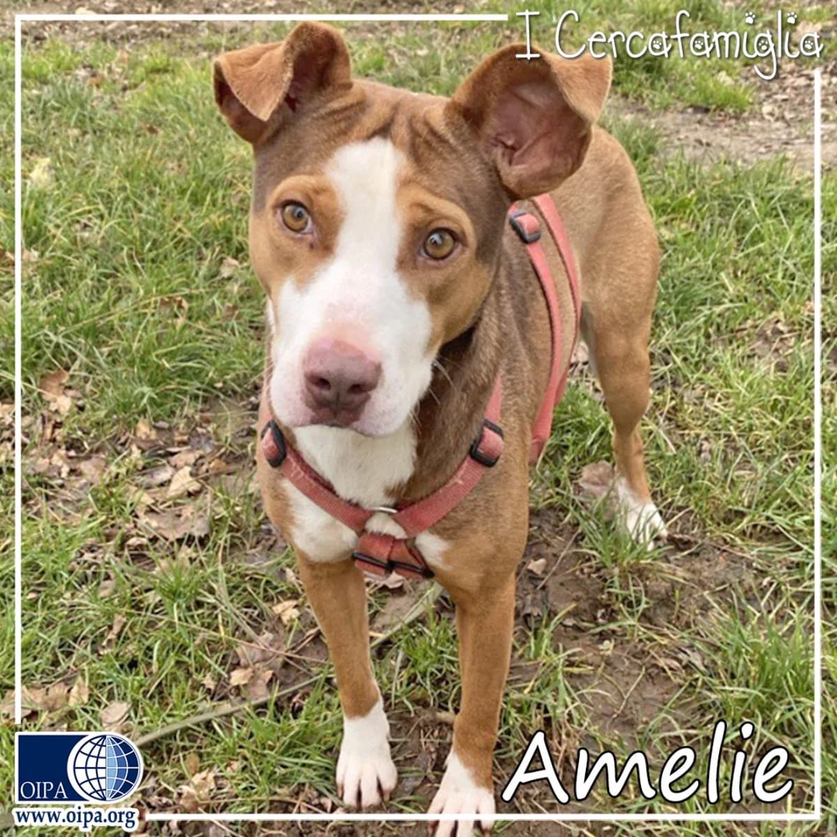 Amelie, Mixed Breed for adoption at OIPA Italy, Rome
