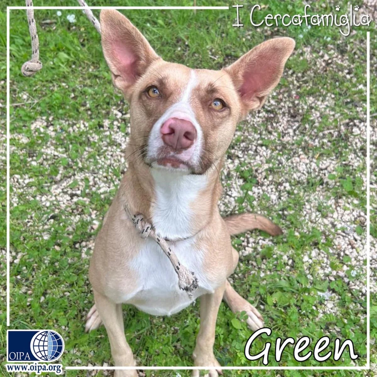 Green, female young Mixed Breed for adoption at OIPA Italy, Rome