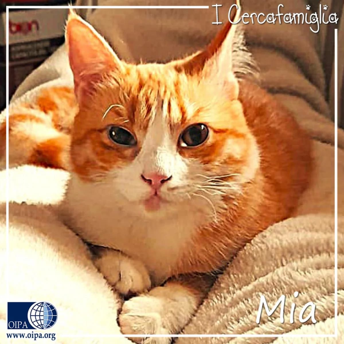 Mia, female puppy Mixed Breed for adoption at OIPA Italy, Rome