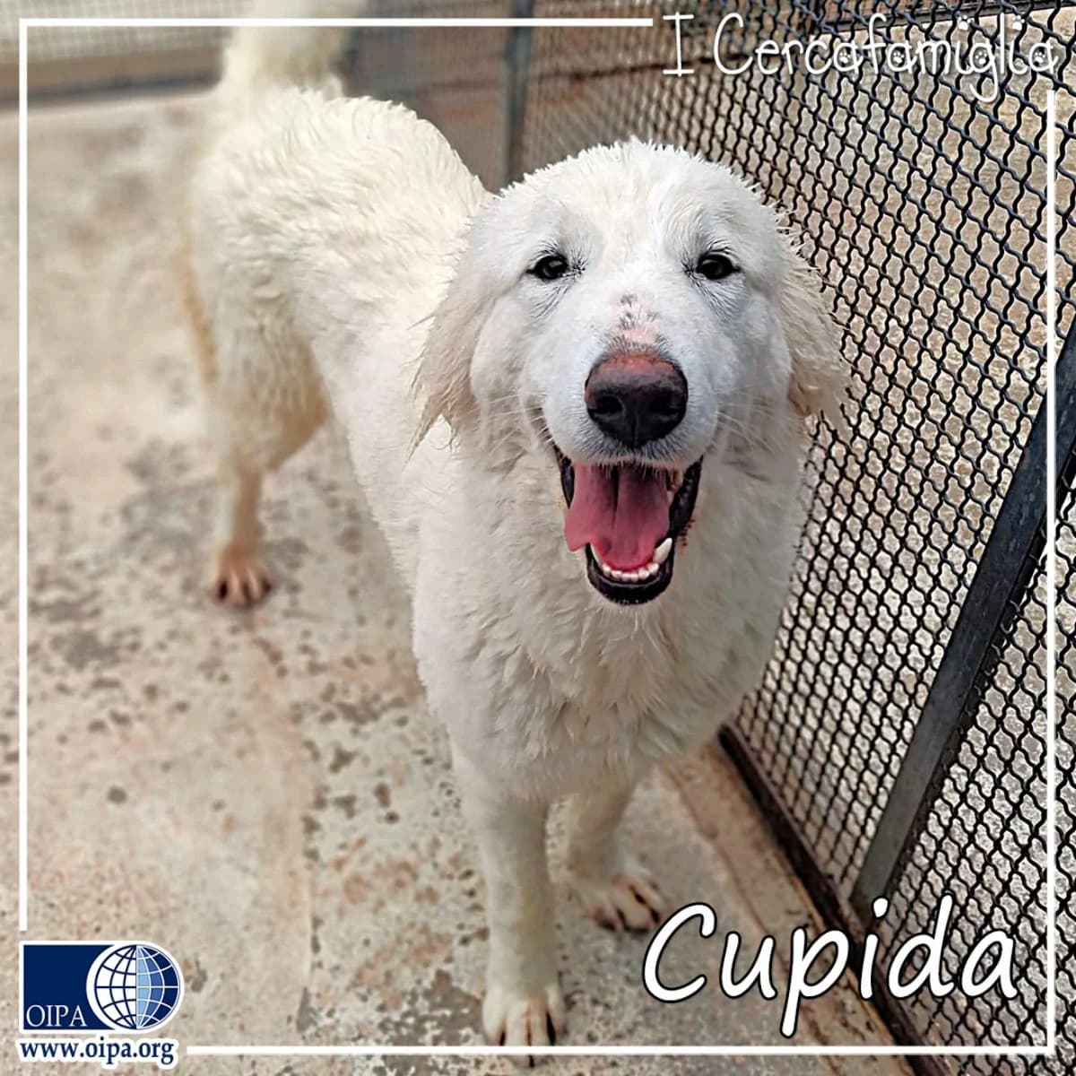 Cupida,  Mixed Breed for adoption at OIPA Italy, Rome