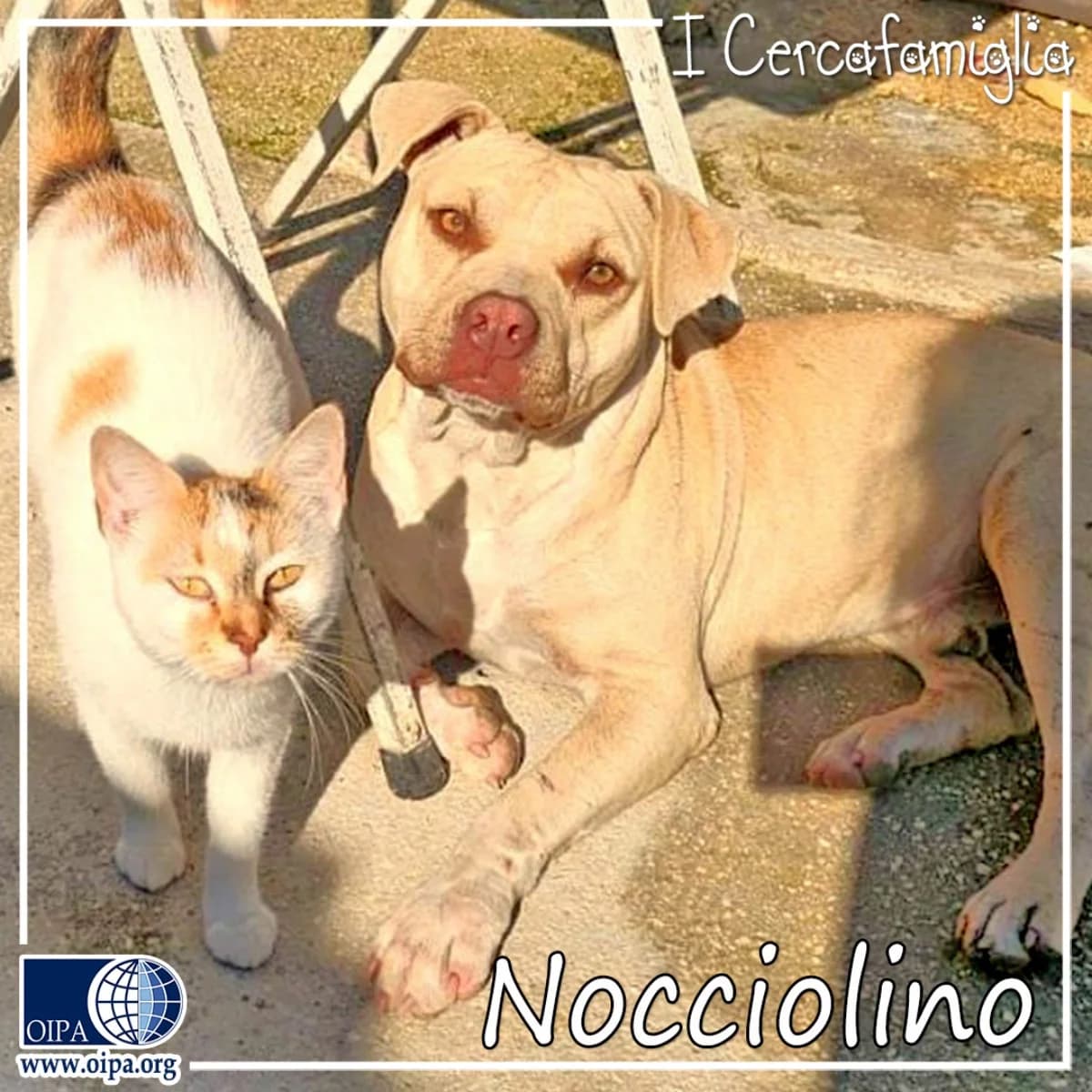 Nocciolino, male young Mixed Breed for adoption at OIPA Italy, Rome