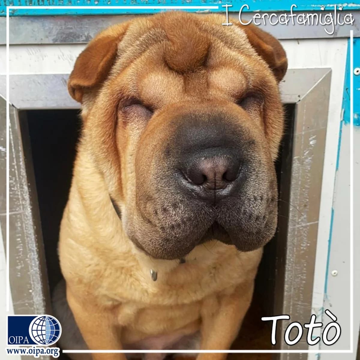 Totò, 3yo Shar Pei for adoption at OIPA Italy, Rome