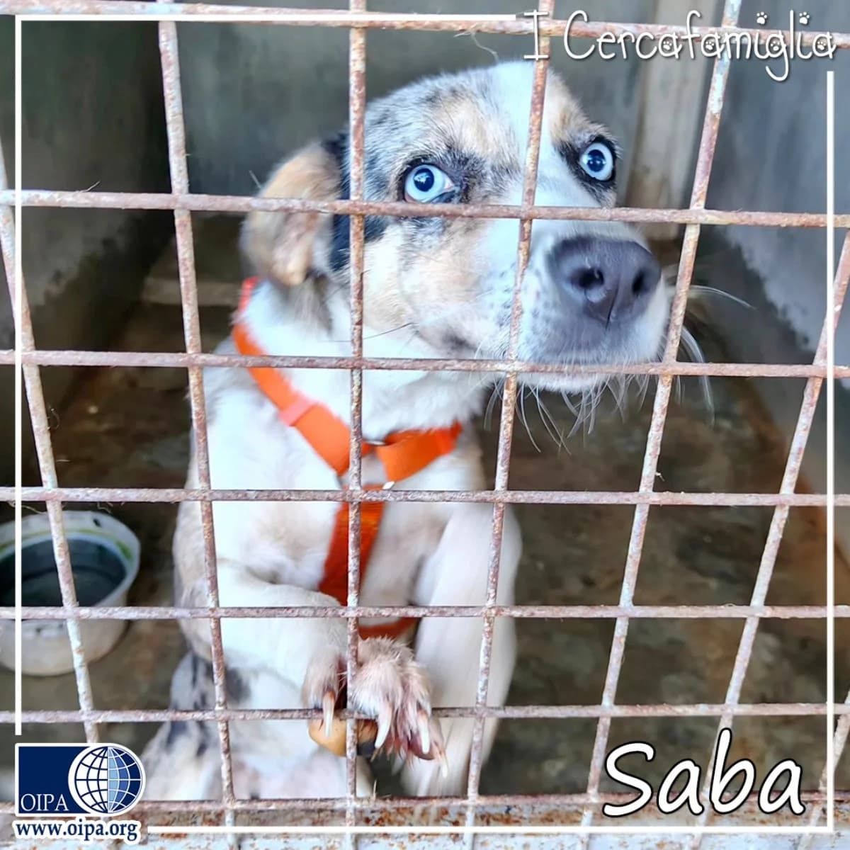 Saba, female young Mixed Breed for adoption at OIPA Italy, Rome