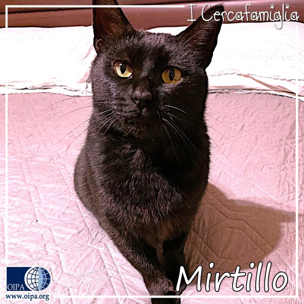 Mirtillo, male young Mixed Breed for adoption at OIPA Italy, Rome