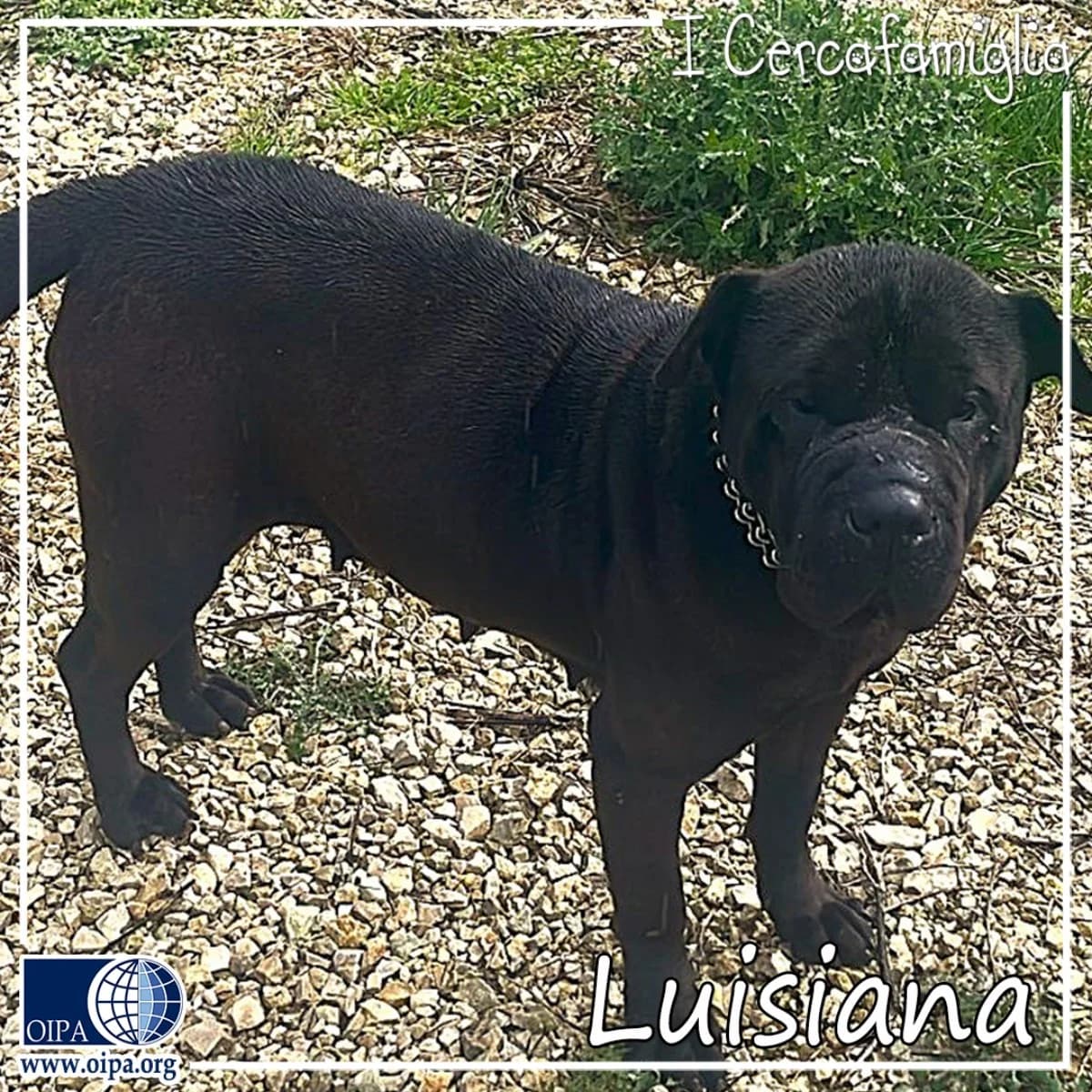 Luisiana, female 5yo Shar Pei for adoption at OIPA Italy, Rome