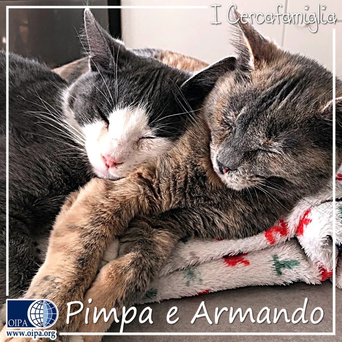 Pimpa e Armando,  puppy Domestic Shorthair for adoption at OIPA Italy, Rome