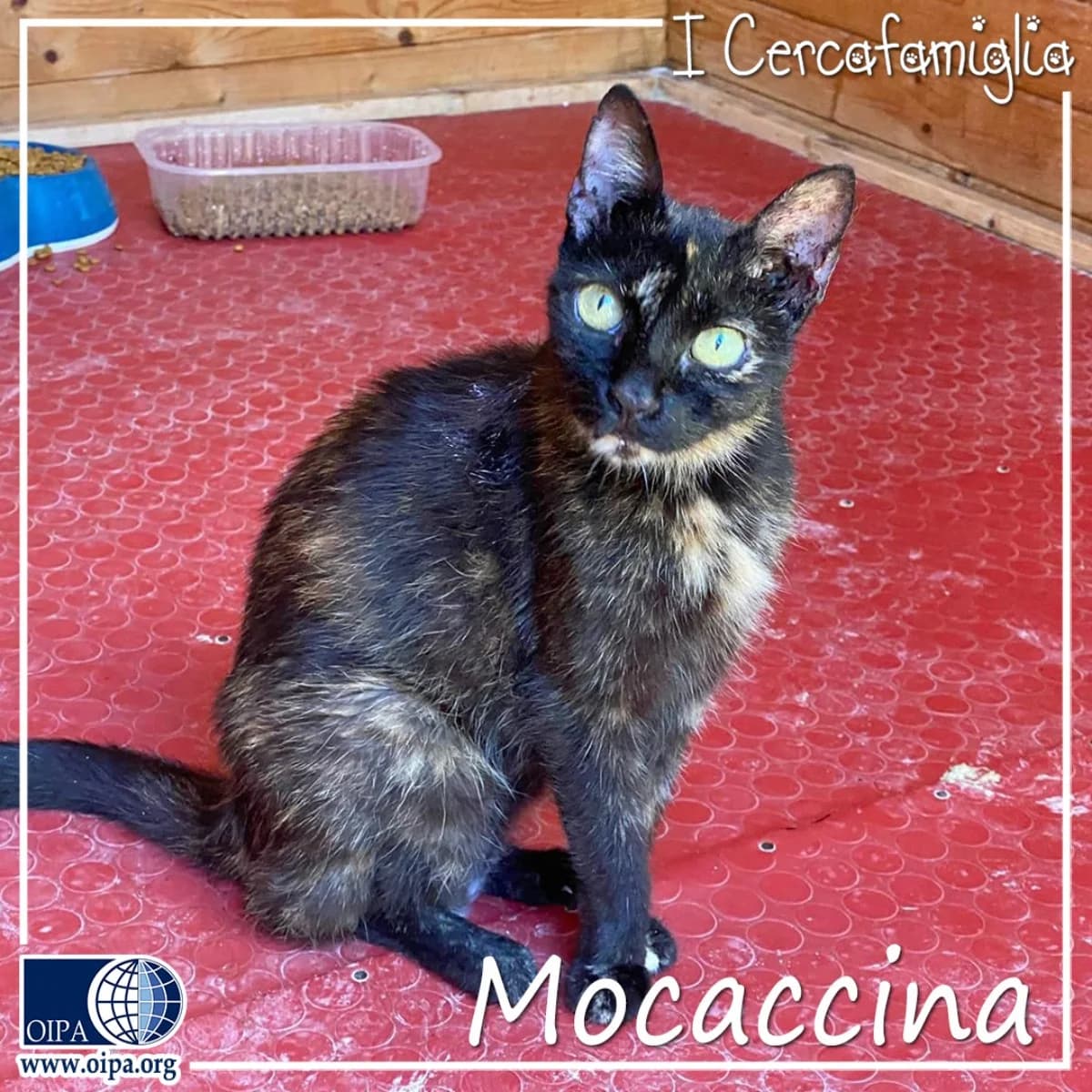 Mocaccina,  senior Domestic Shorthair for adoption at OIPA Italy, Rome