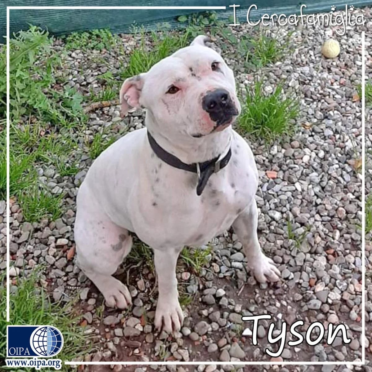 Tyson, male 3yo Mixed Breed for adoption at OIPA Italy, Rome