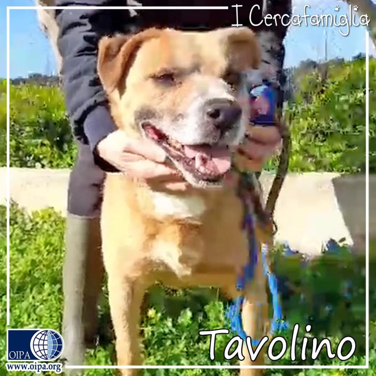Tavolino, 5yo Mixed Breed for adoption at OIPA Italy, Rome