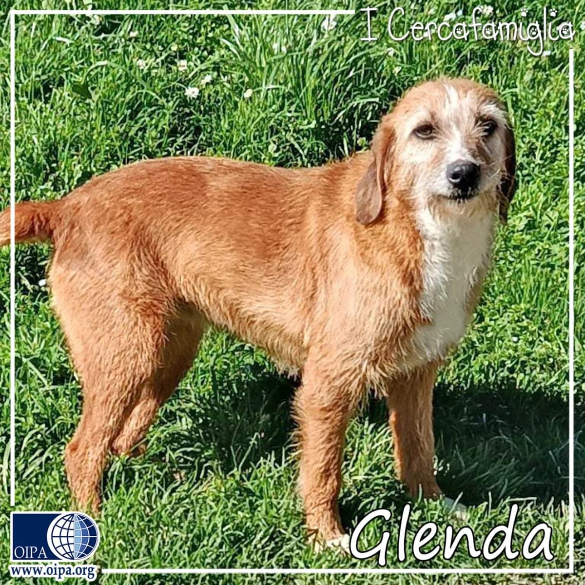 Glenda, female young Maremmano-Abruzzese Sheepdog for adoption at OIPA Italy, Rome