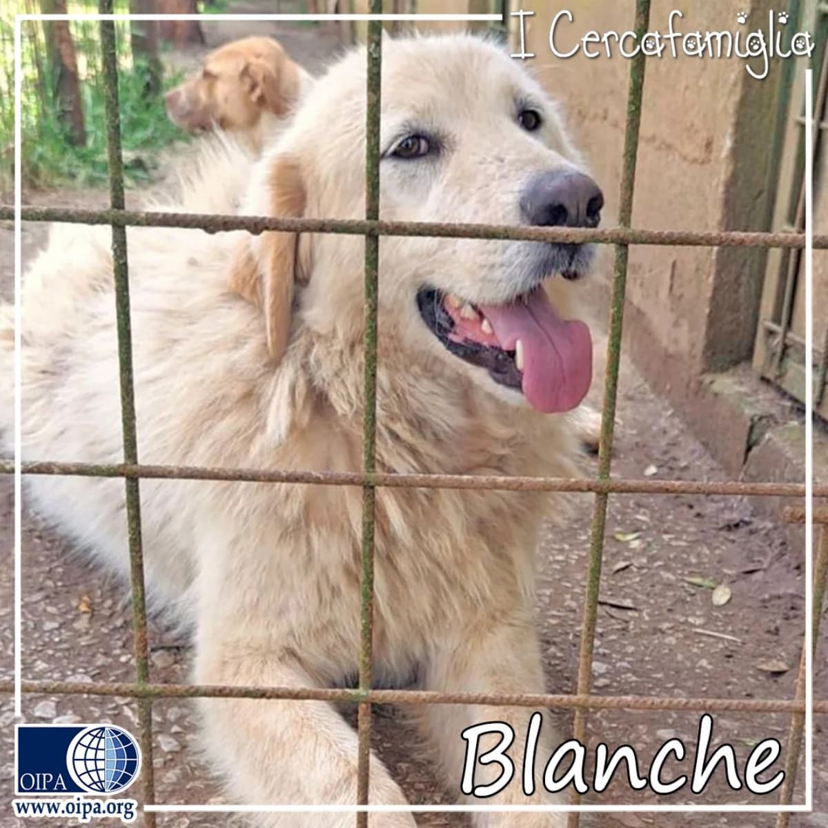 Blanche, female 4yo Mixed Breed for adoption at OIPA Italy, Rome