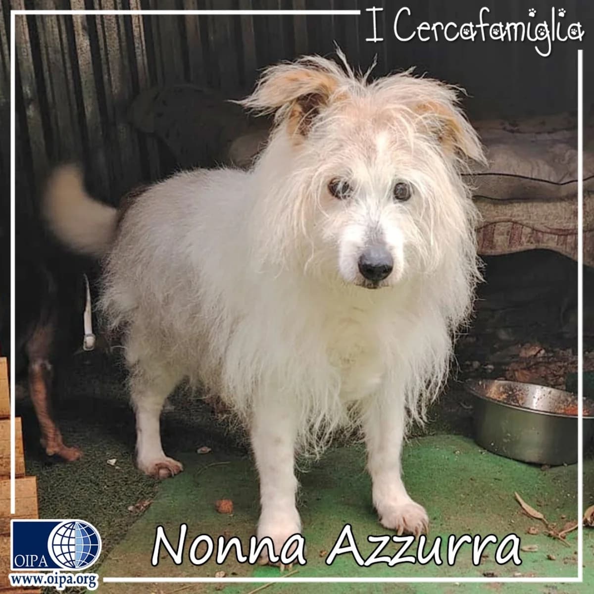 Nonna Azzurra, senior Mixed Breed for adoption at OIPA Italy, Rome