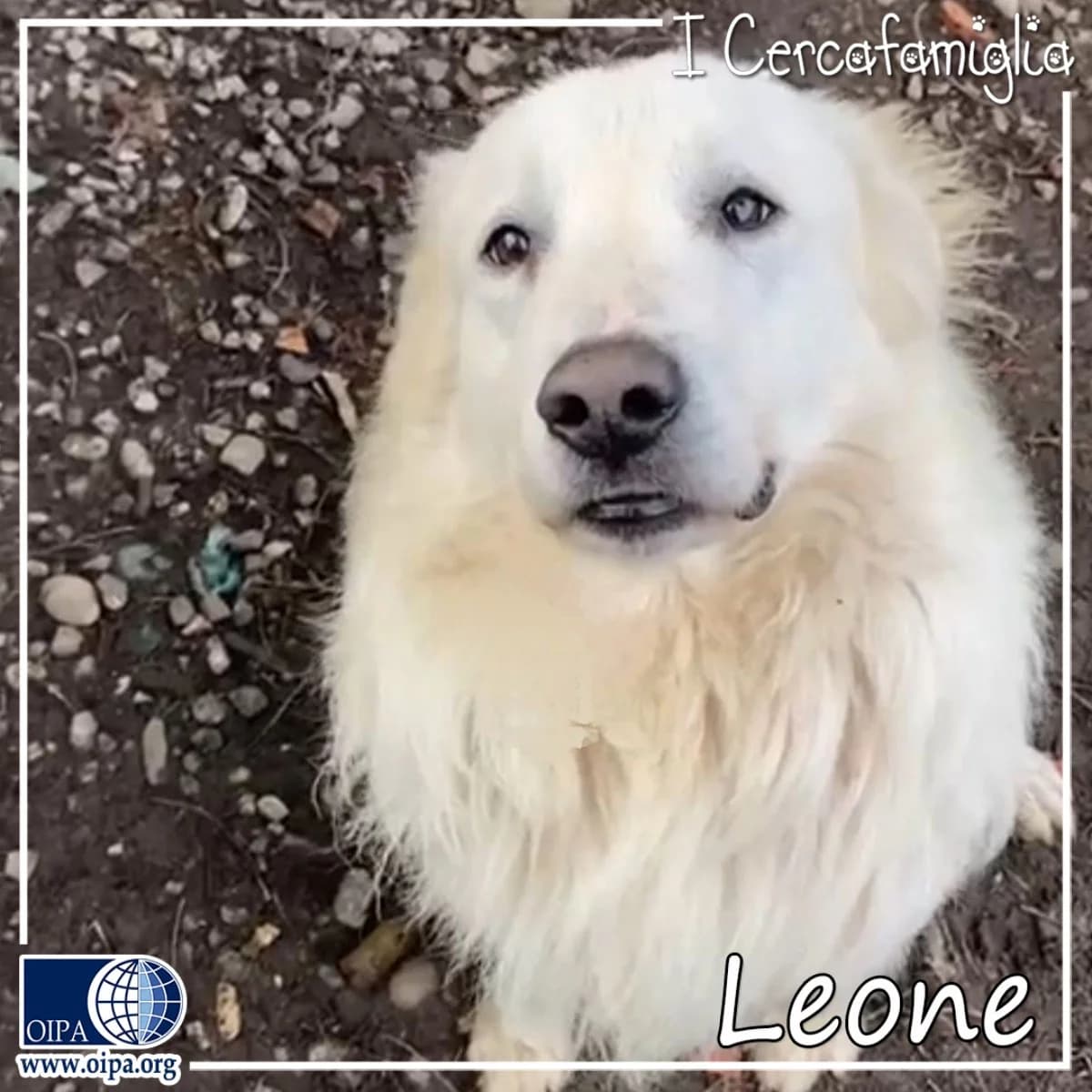 Leone, 5yo Mixed Breed for adoption at OIPA Italy, Rome