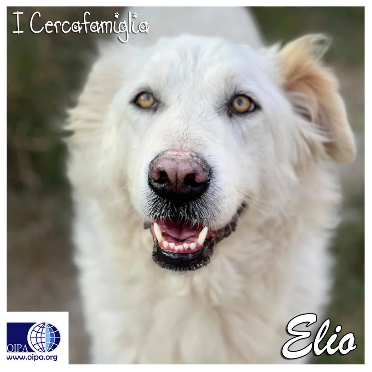 ELIO, female 5yo Mixed Breed for adoption at OIPA Italy, Rome