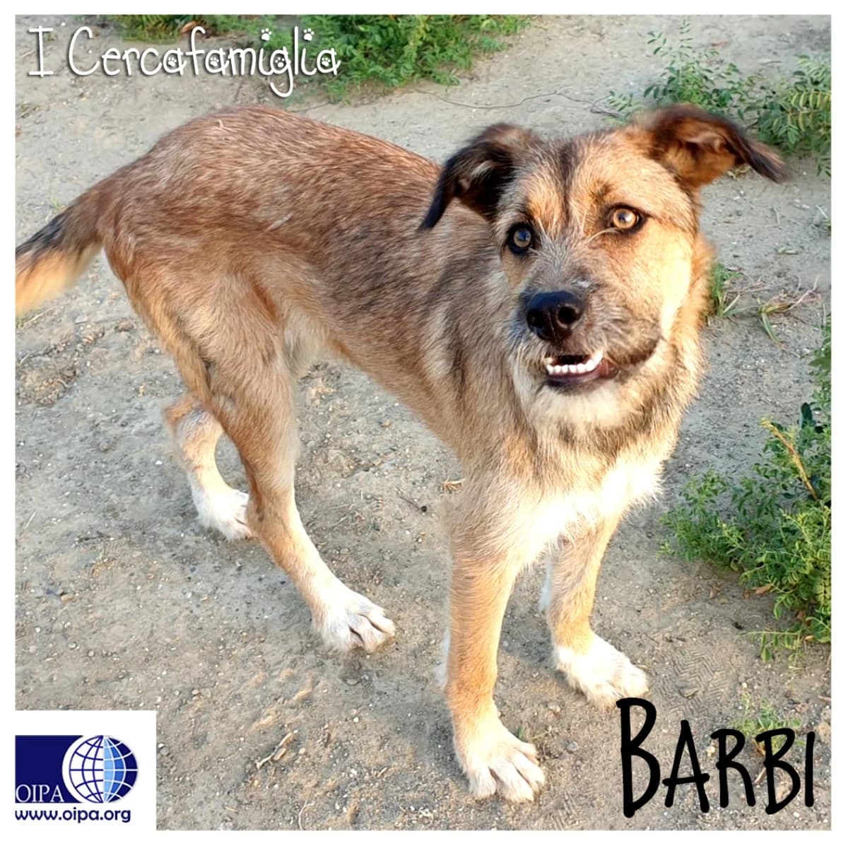 BARBI, female young Mixed Breed for adoption at OIPA Italy, Rome