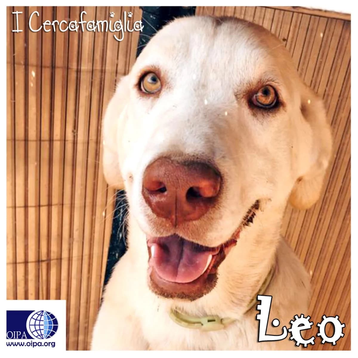 LEO, male young Mixed Breed for adoption at OIPA Italy, Rome
