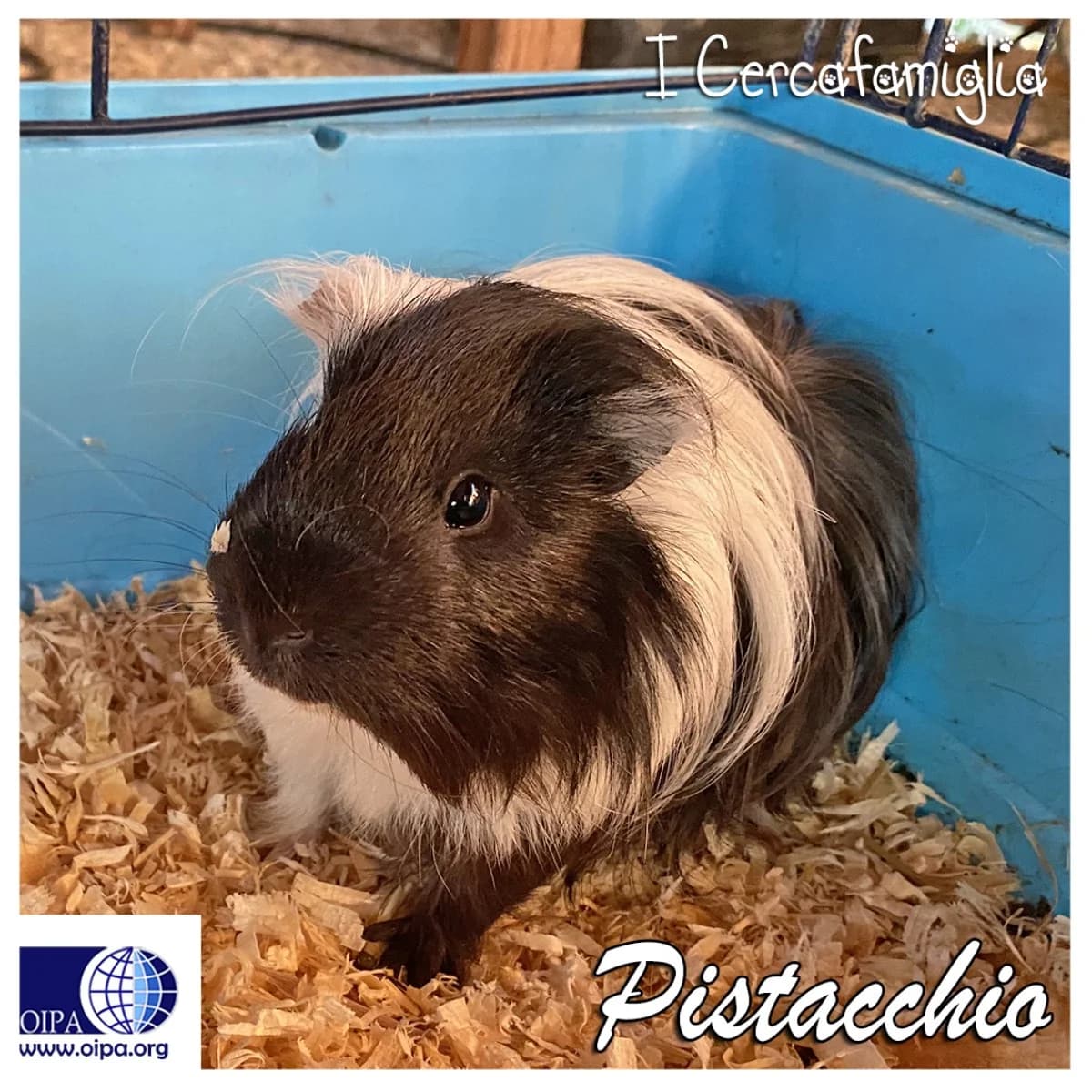 PISTACCHIO, bicolore male Peruvian Guinea Pig for adoption at OIPA Italy, Rome