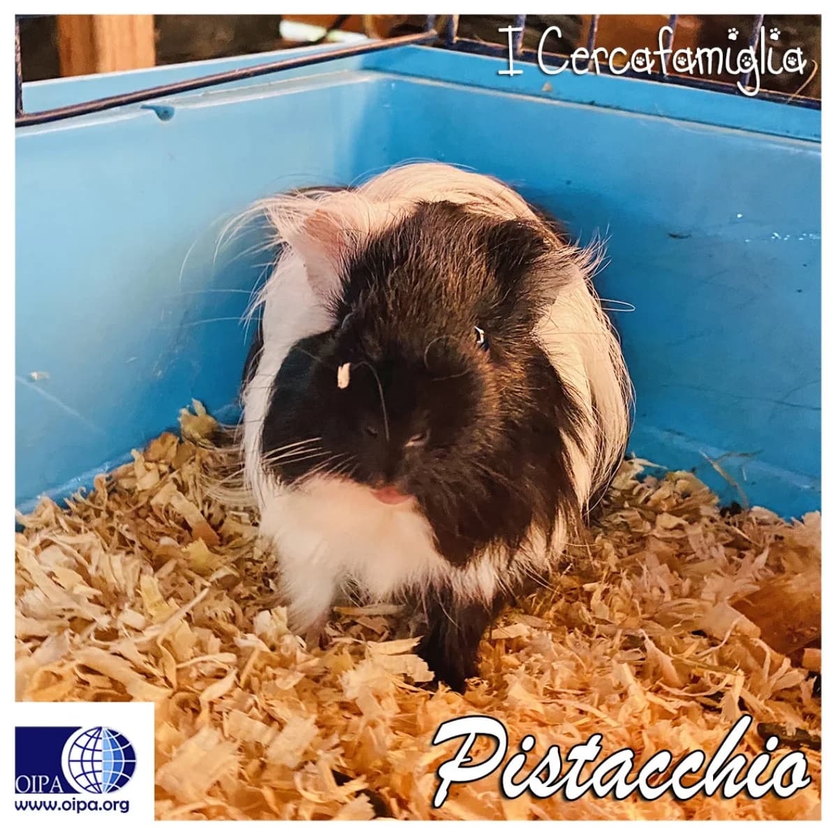 PISTACCHIO, brown  Peruvian Guinea Pig for adoption at OIPA Italy, Rome — photo 2 of 2