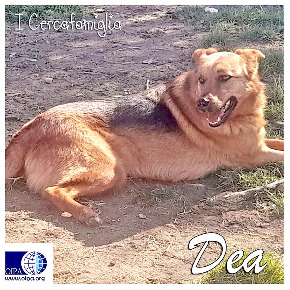 DEA, female young Mixed Breed for adoption at OIPA Italy, Rome