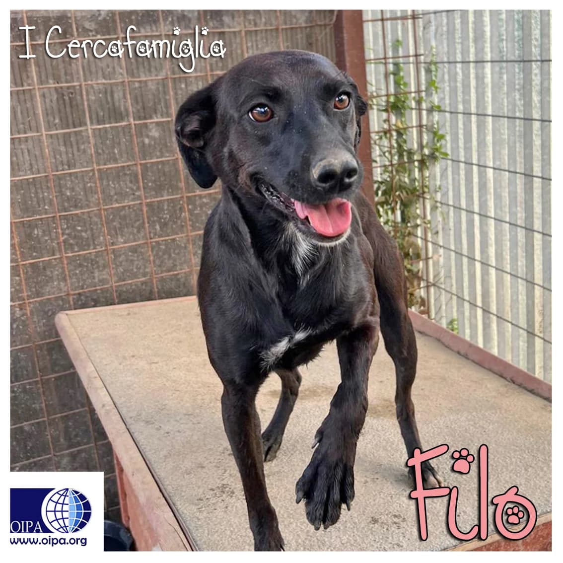 Filo,  3yo Mixed Breed for adoption at OIPA Italy, Rome