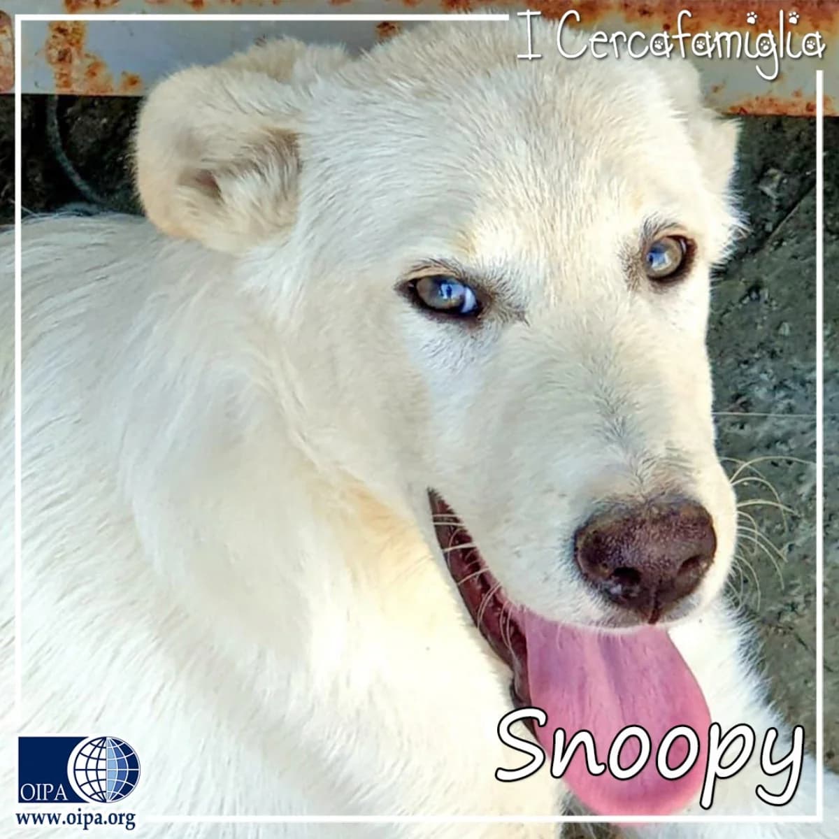 Snoopy, male Mixed Breed for adoption at OIPA Italy, Rome