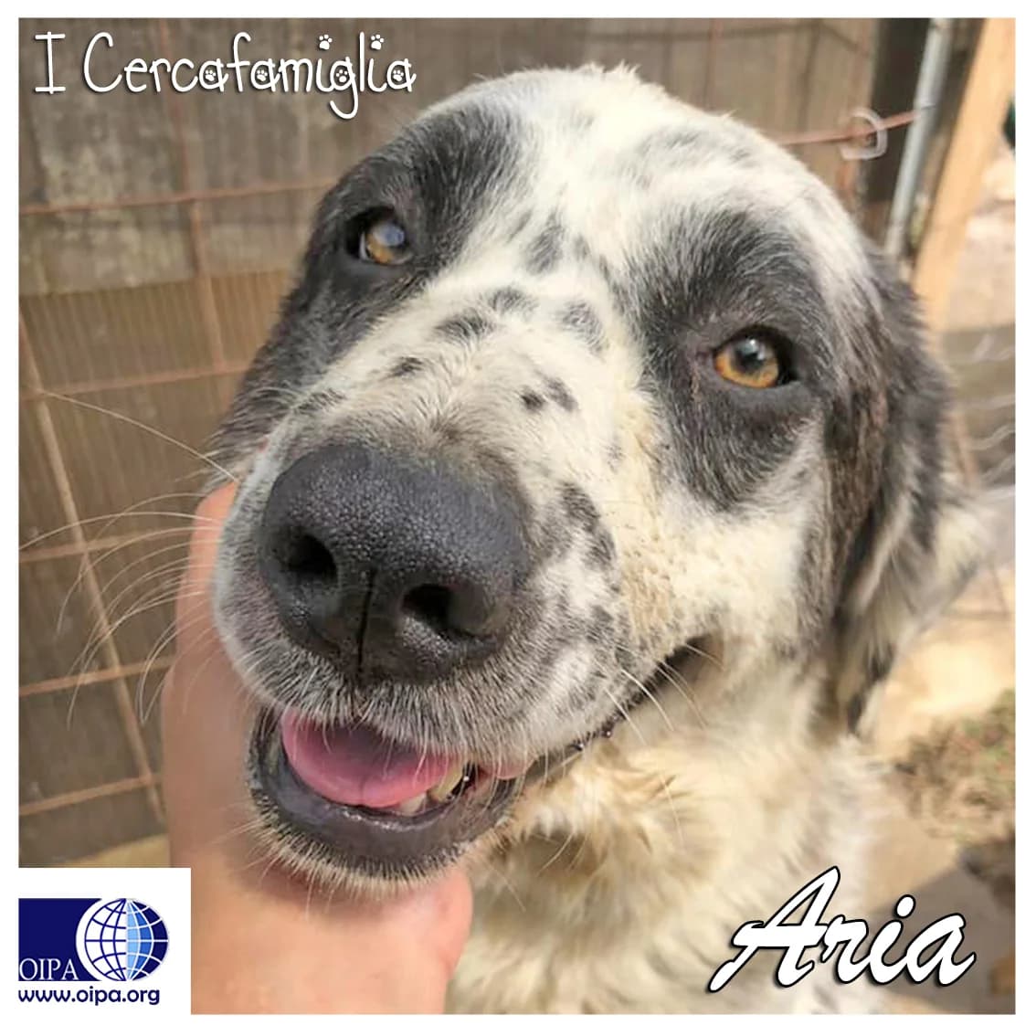 Aria, female puppy Mixed Breed for adoption at OIPA Italy, Rome