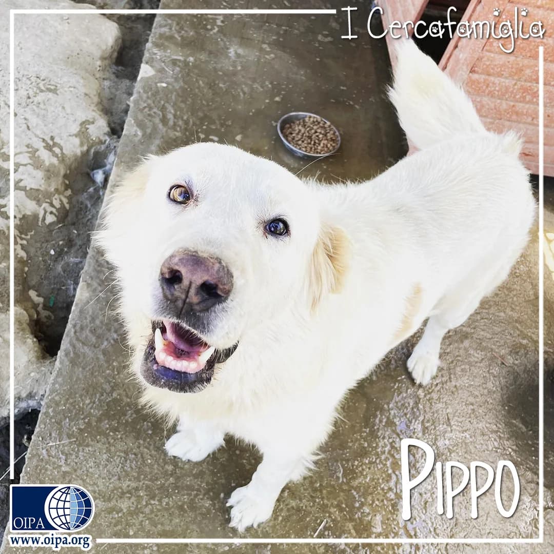 Pippo,  4yo Golden Retriever for adoption at OIPA Italy, Rome