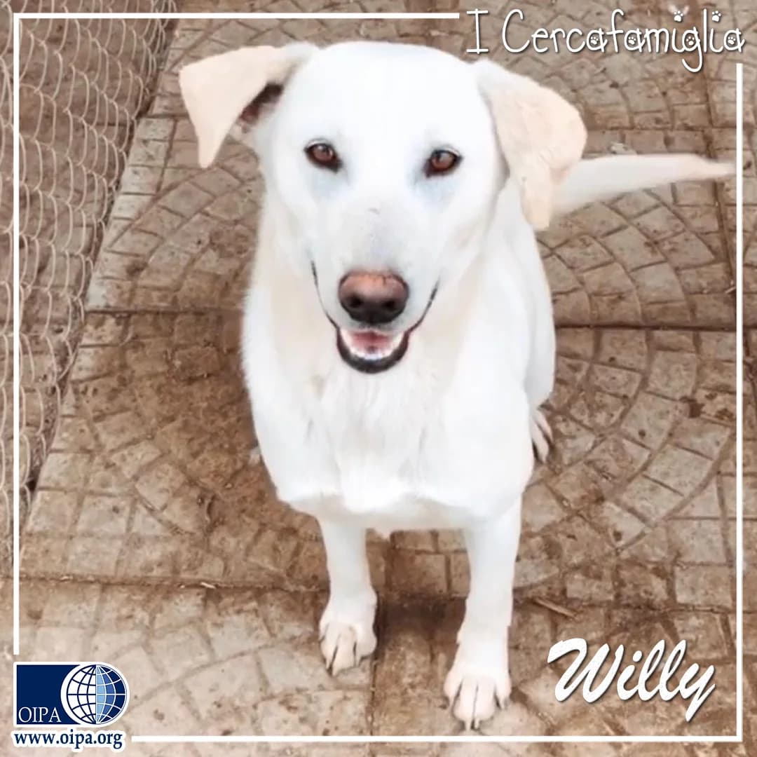 Willy, male young Mixed Breed for adoption at OIPA Italy, Rome