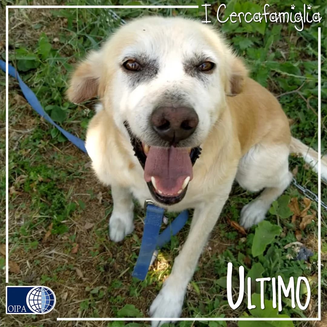 Ultimo,  senior Mixed Breed for adoption at OIPA Italy, Rome