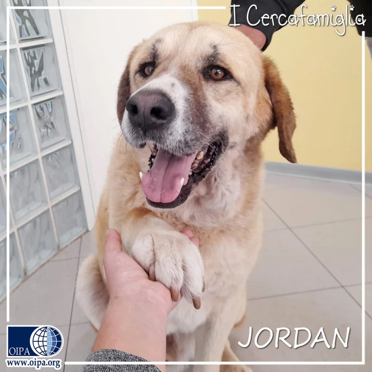 JORDAN, 5yo Mixed Breed for adoption at OIPA Italy, Rome