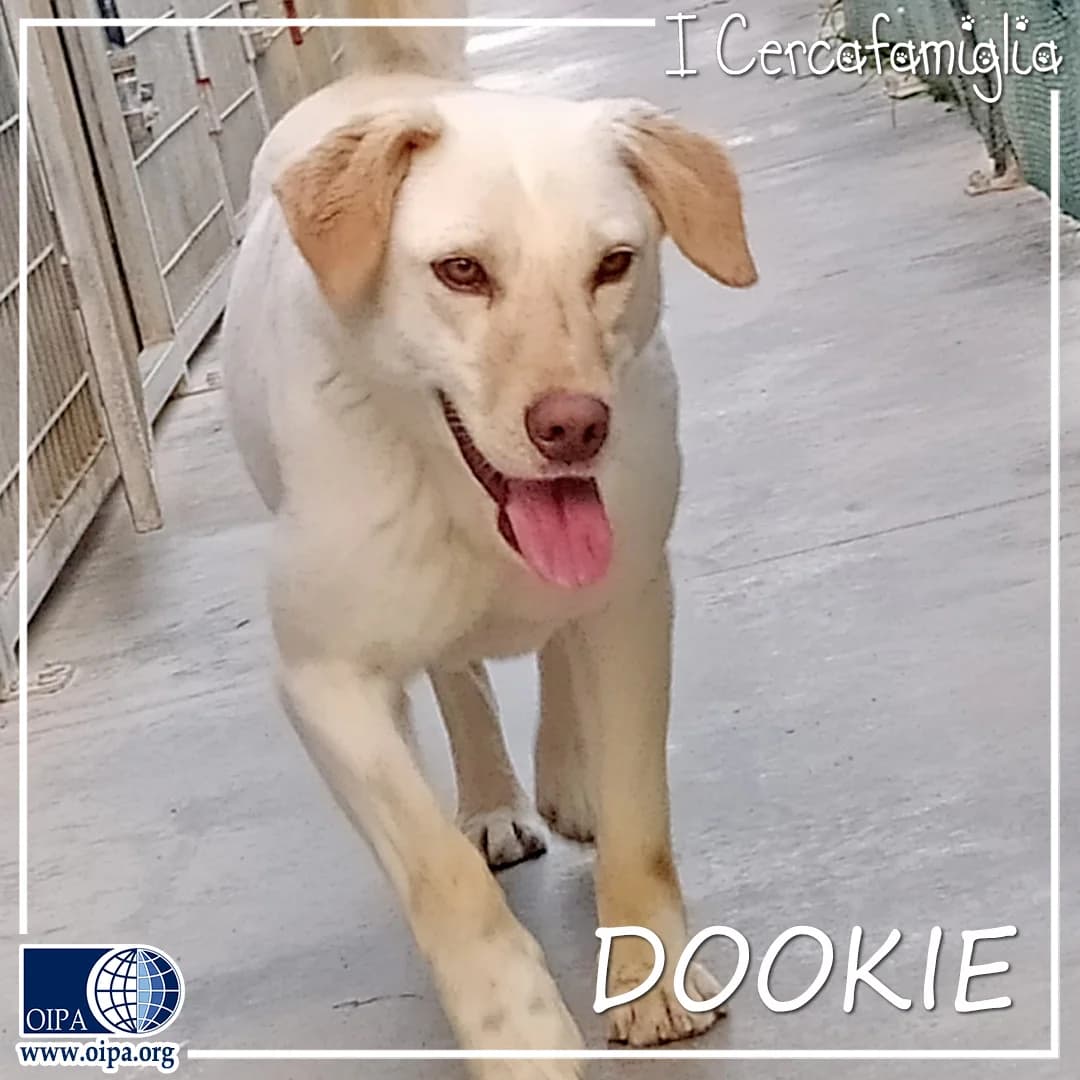Dookie, female puppy Mixed Breed for adoption at OIPA Italy, Rome