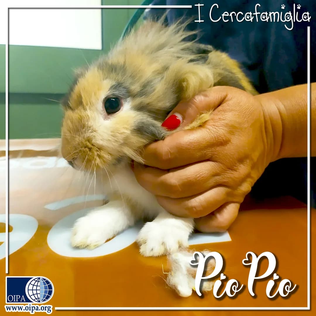 Pio Pio, male puppy Mixed Breed for adoption at OIPA Italy, Rome