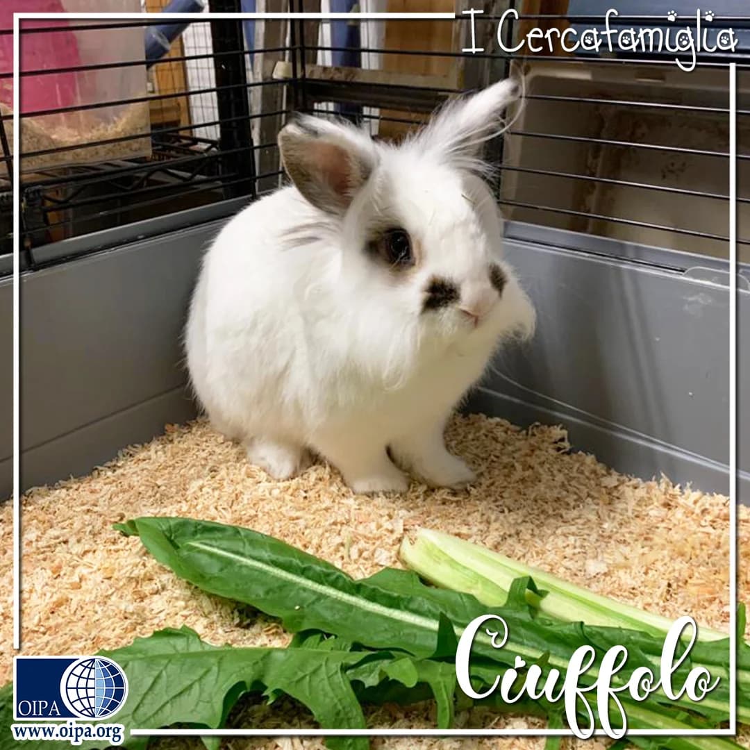 Ciuffolo,  3yo Mixed Breed for adoption at OIPA Italy, Rome