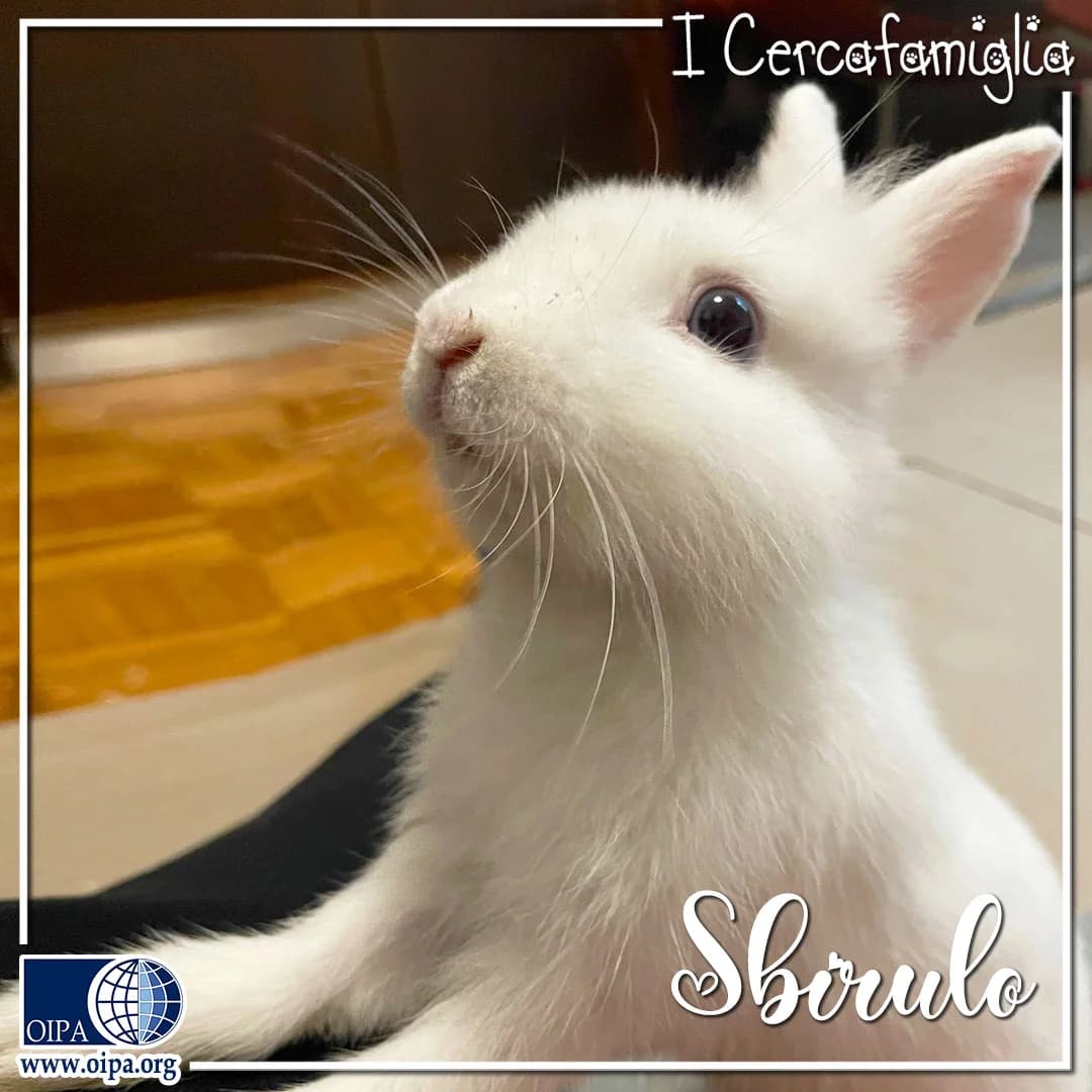 Sbirulo, male puppy Domestic Rabbit for adoption at OIPA Italy, Rome