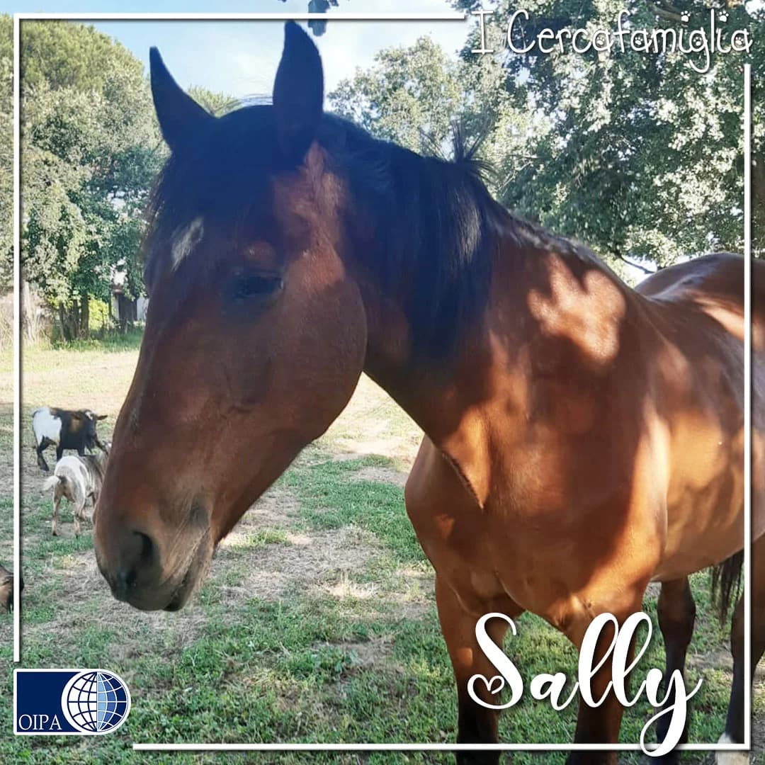 Sally, bay female Mixed Breed for adoption at OIPA Italy, Rome