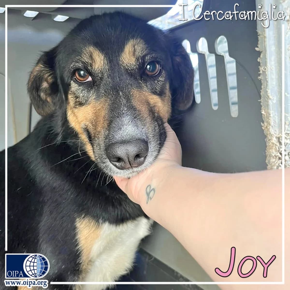 JOY, young Mixed Breed for adoption at OIPA Italy, Rome