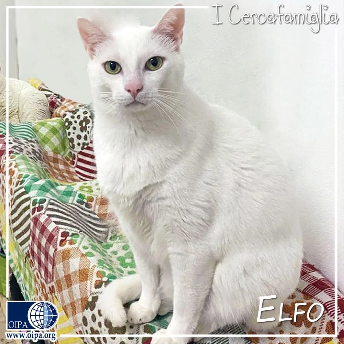 Elfo,  4yo Domestic Shorthair for adoption at OIPA Italy, Rome