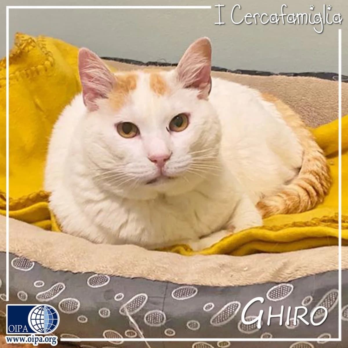 Ghiro, Mixed Breed for adoption at OIPA Italy, Rome