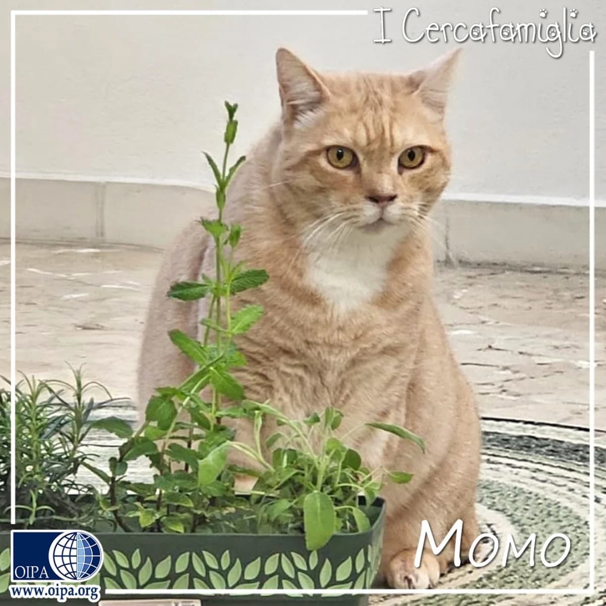 Momo, Mixed Breed for adoption at OIPA Italy, Rome