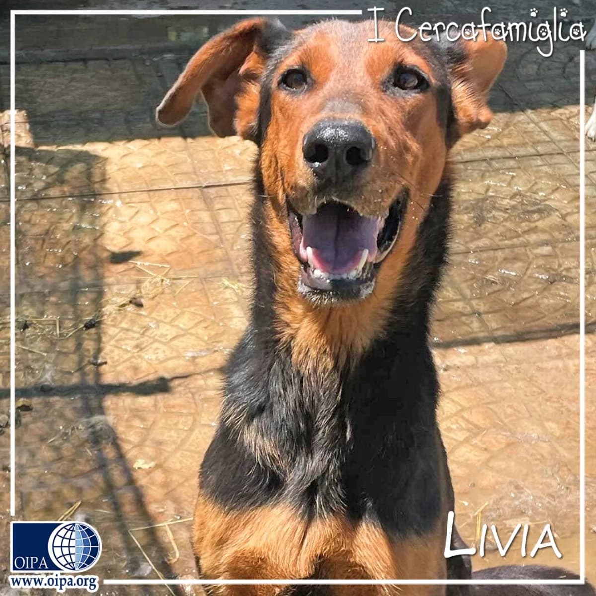Livia, female puppy Mixed Breed for adoption at OIPA Italy, Rome