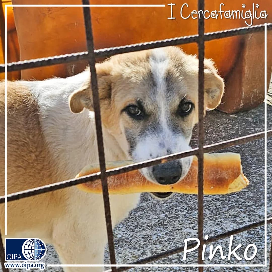 I Cercafamiglia: Pinko, puppy Mixed Breed for adoption at OIPA Italy, Rome