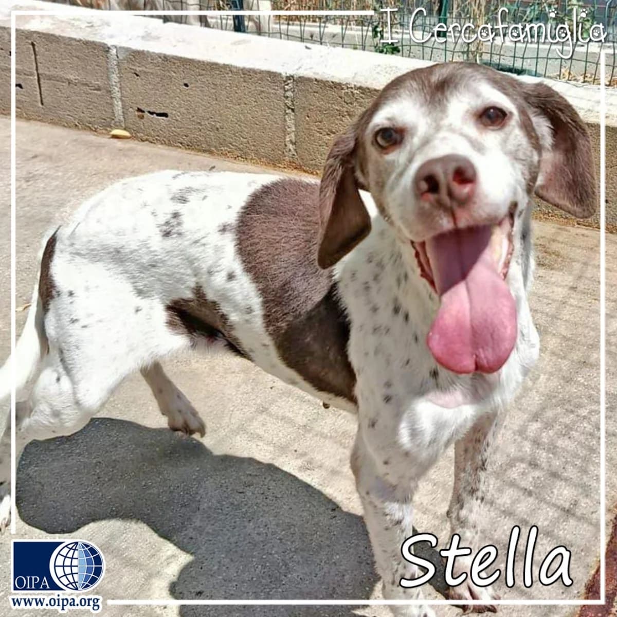 Stella, female senior Mixed Breed for adoption at OIPA Italy, Rome