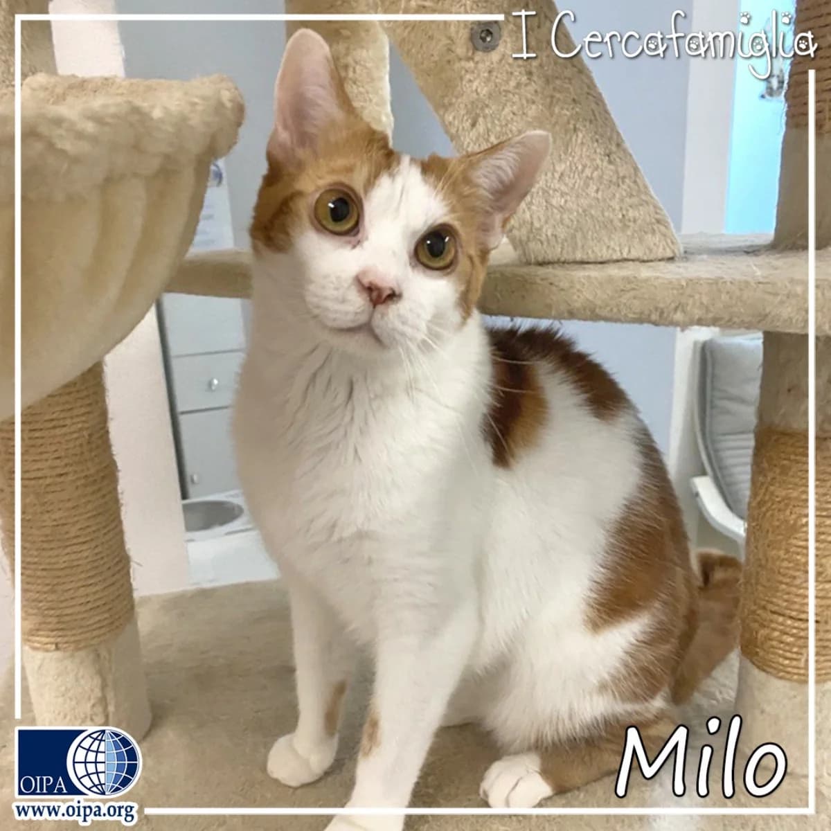 Milo, male young Domestic Shorthair for adoption at OIPA Italy, Rome