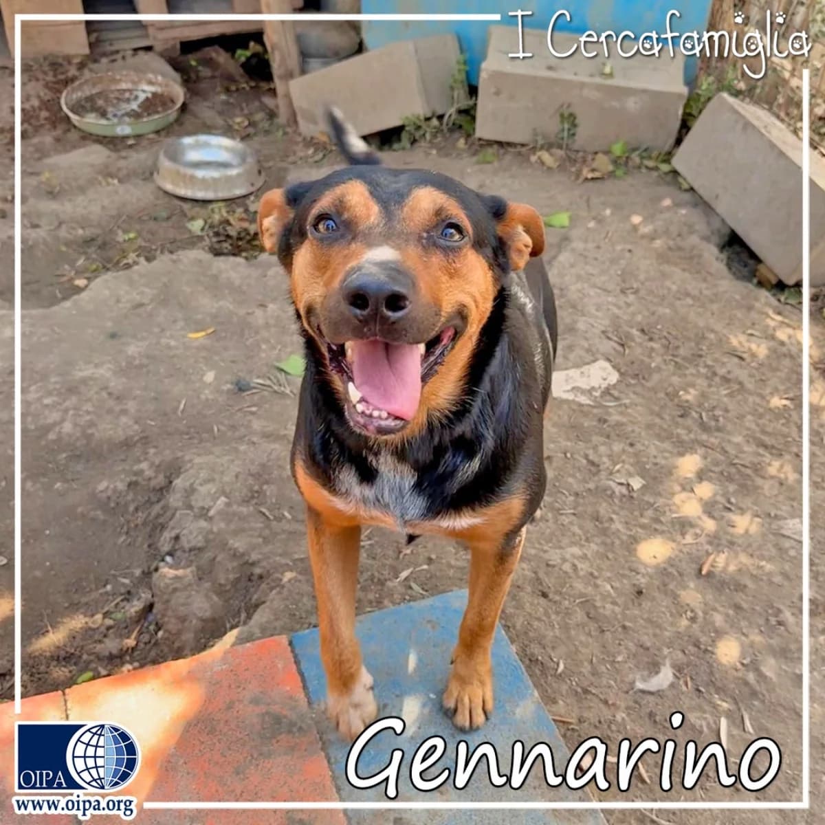 Gennarino, male 3yo Mixed Breed for adoption at OIPA Italy, Rome