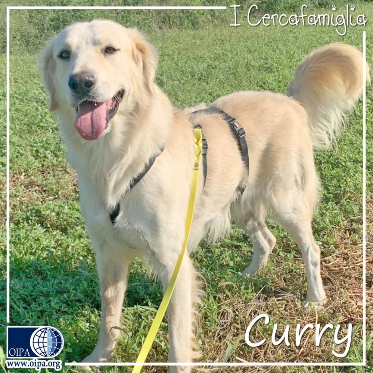 Curry, male young Mixed Breed for adoption at OIPA Italy, Rome