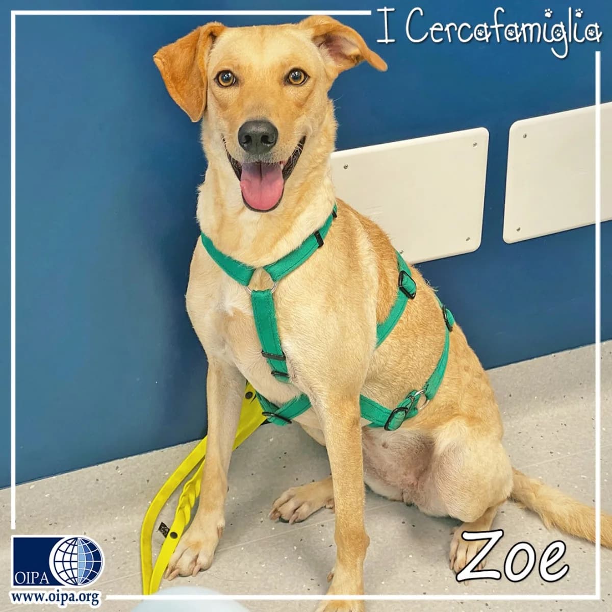 Zoe, female puppy Mixed Breed for adoption at OIPA Italy, Rome