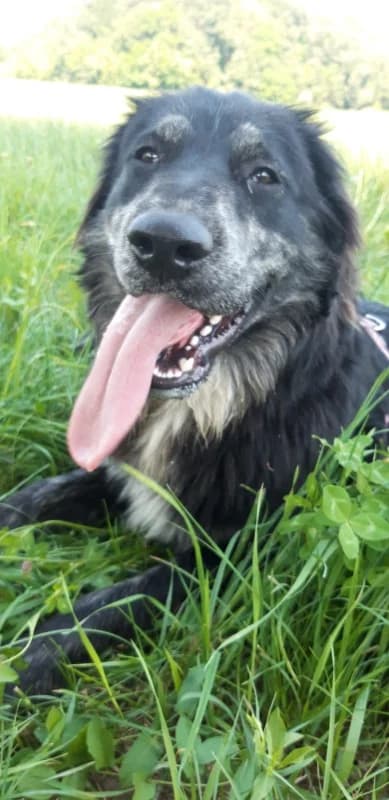Orso, male 3yo mixed breed for adoption at Canile Oasi Torino, Turin