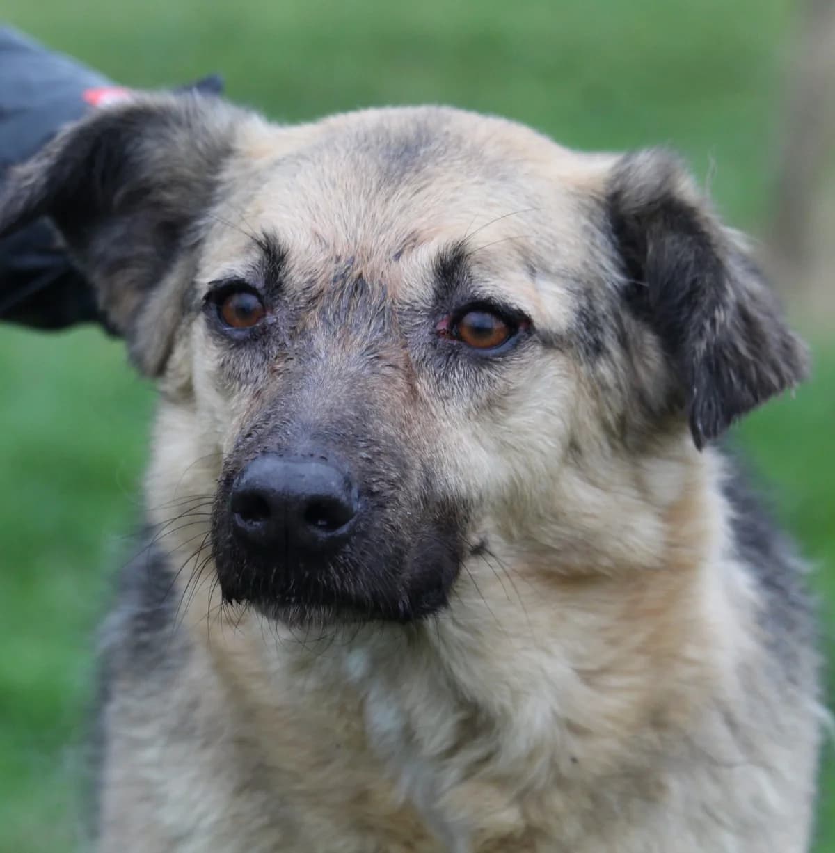 Paco, Mixed Breed for adoption at Lega del Cane, Rome
