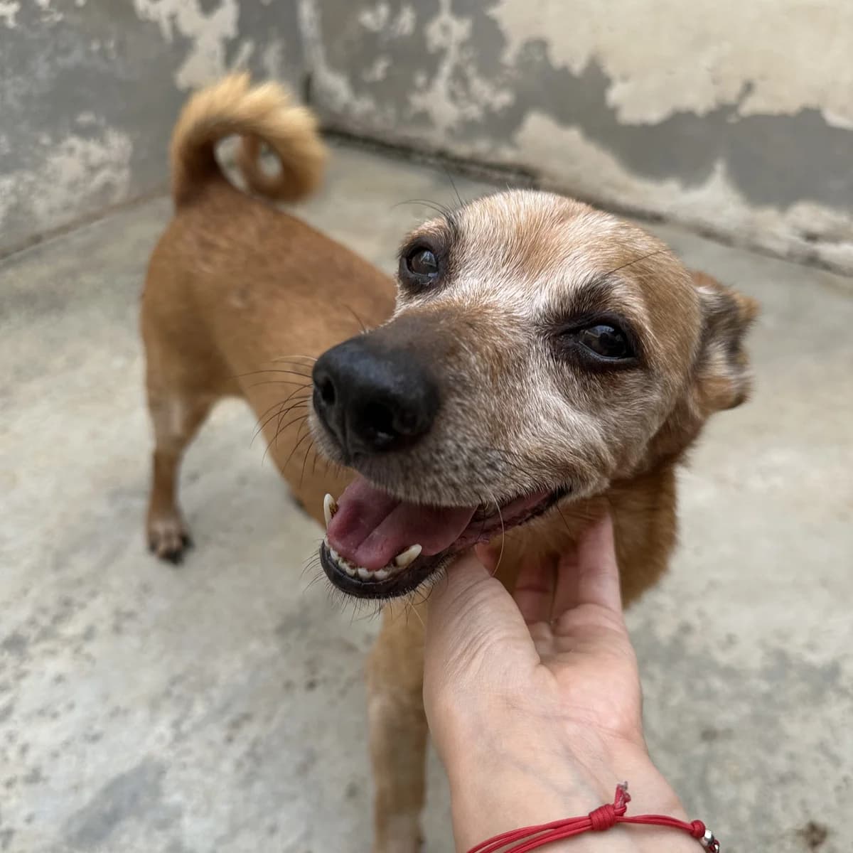 Pepito, male Mixed Breed for adoption at Lega del Cane, Rome