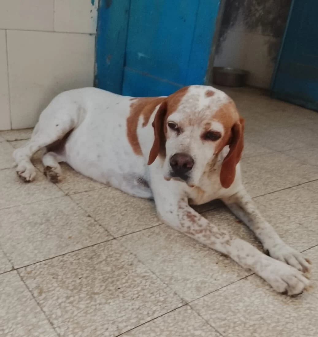 Polda, female Mixed Breed for adoption at Lega del Cane, Rome